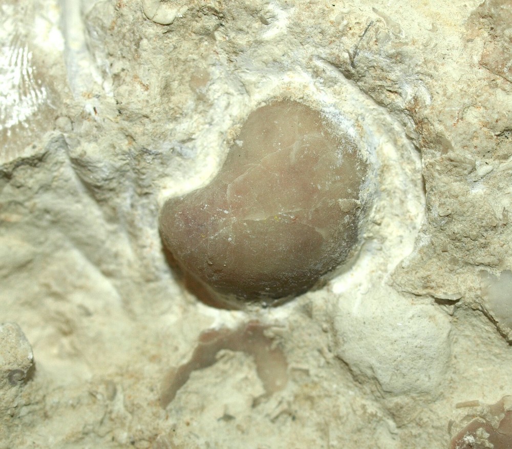 Devonian Pentamerid Brachiopod-Gypidula sp.