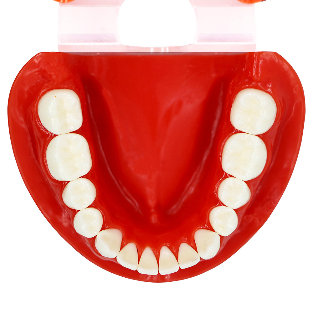 1:1 Adult Typodont Model, Standard Plastic Teeth Demonstration Study Model