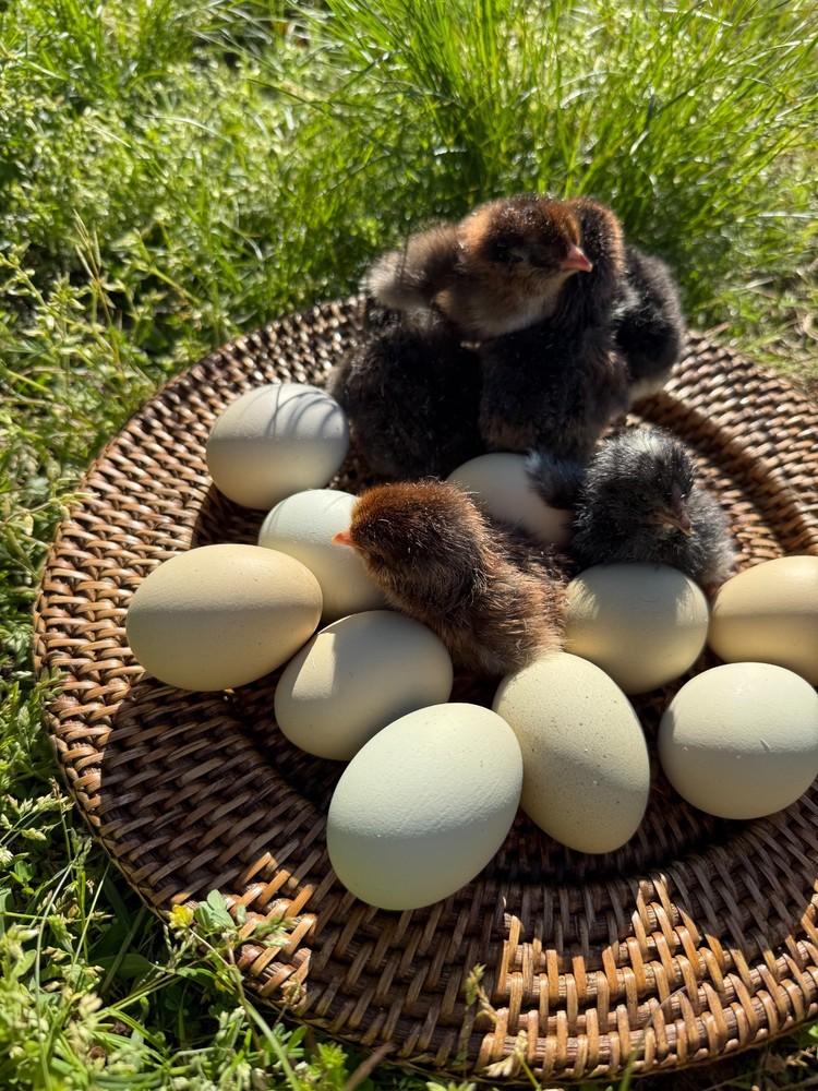 Olive Egger Fertile Hatching eggs 1 dozen / 12 eggs