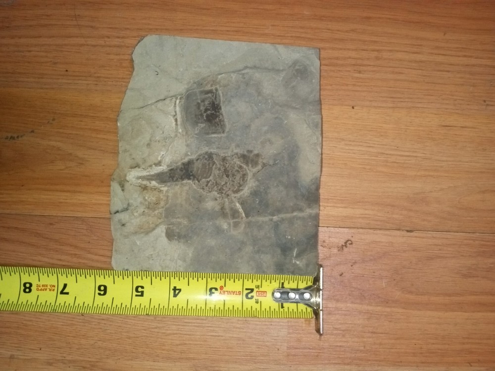 Fossilized Eruptured