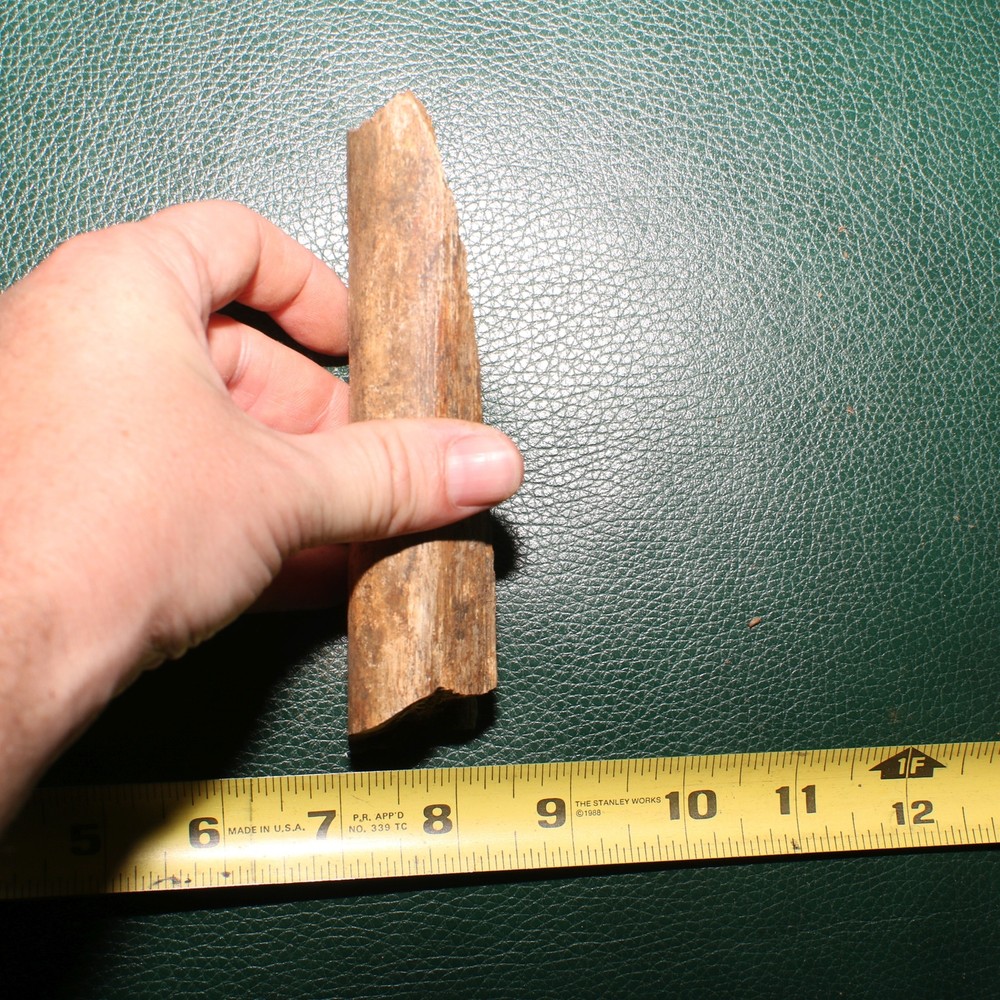 Dinosaur Rib Section Bone Fossil - Authentic - Hell Creek Formation - Gorgeous
