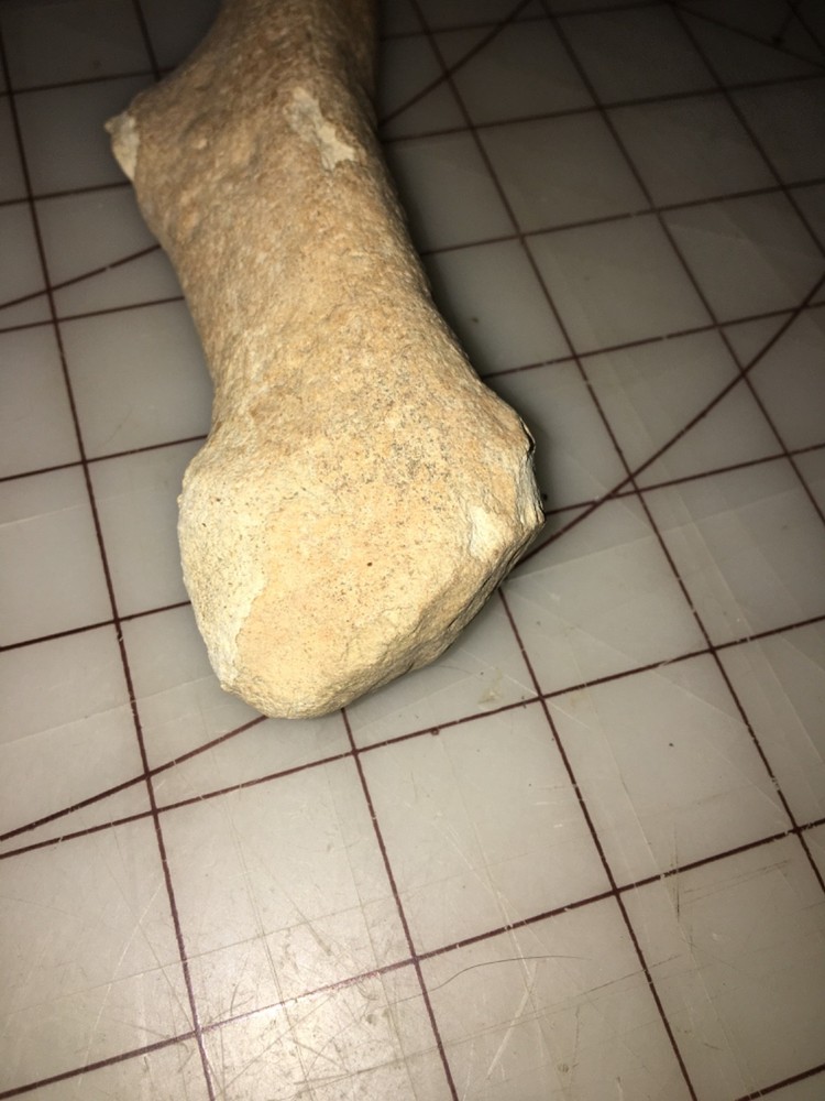 Fossilized Deer antler