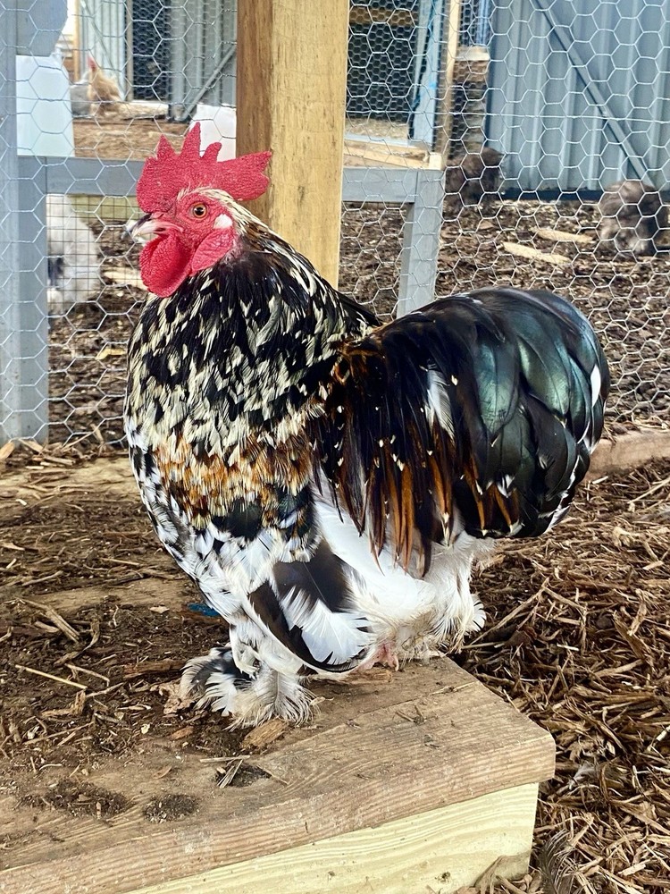 Bantam Cochin Hatching Eggs 6++ PLEASE READ THE DESCRIPTION