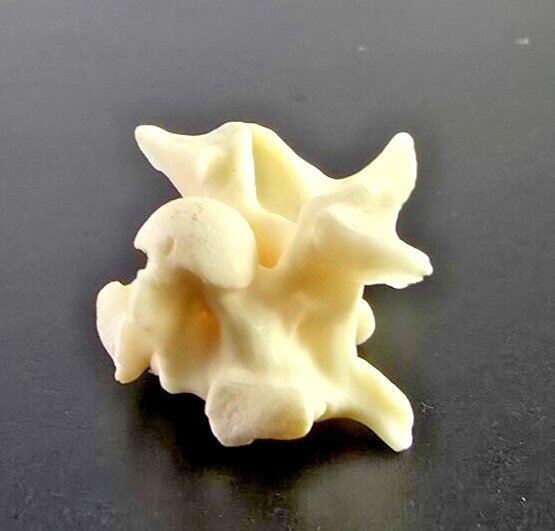 Genuine Burmese Python vertebrae snake skeleton taxidermy LARGE bone art beads