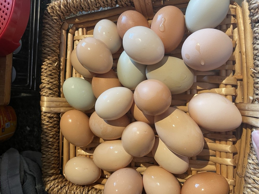 12+ Barnyard hatching eggs