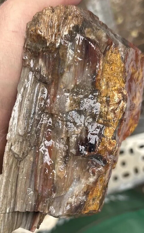 Silver Creek Junction Petrified Wood
