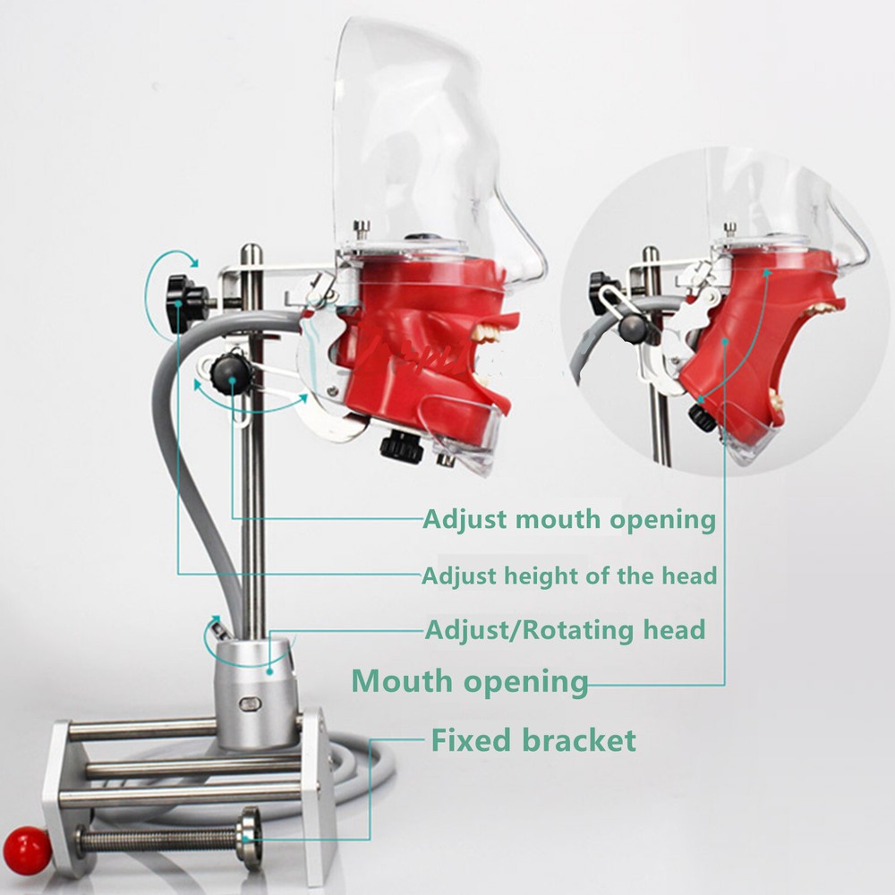 Dental Simulator Manikin Phantom Head Model Teeth Model for Training & Practice