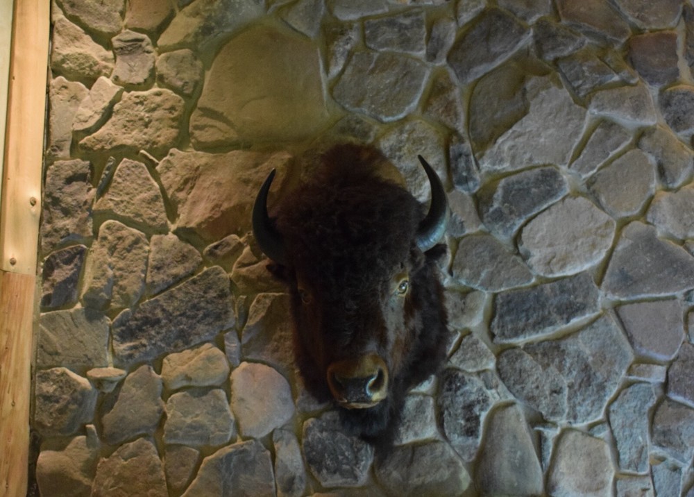Genuine Buffalo Shoulder Mount in Excellent Condition