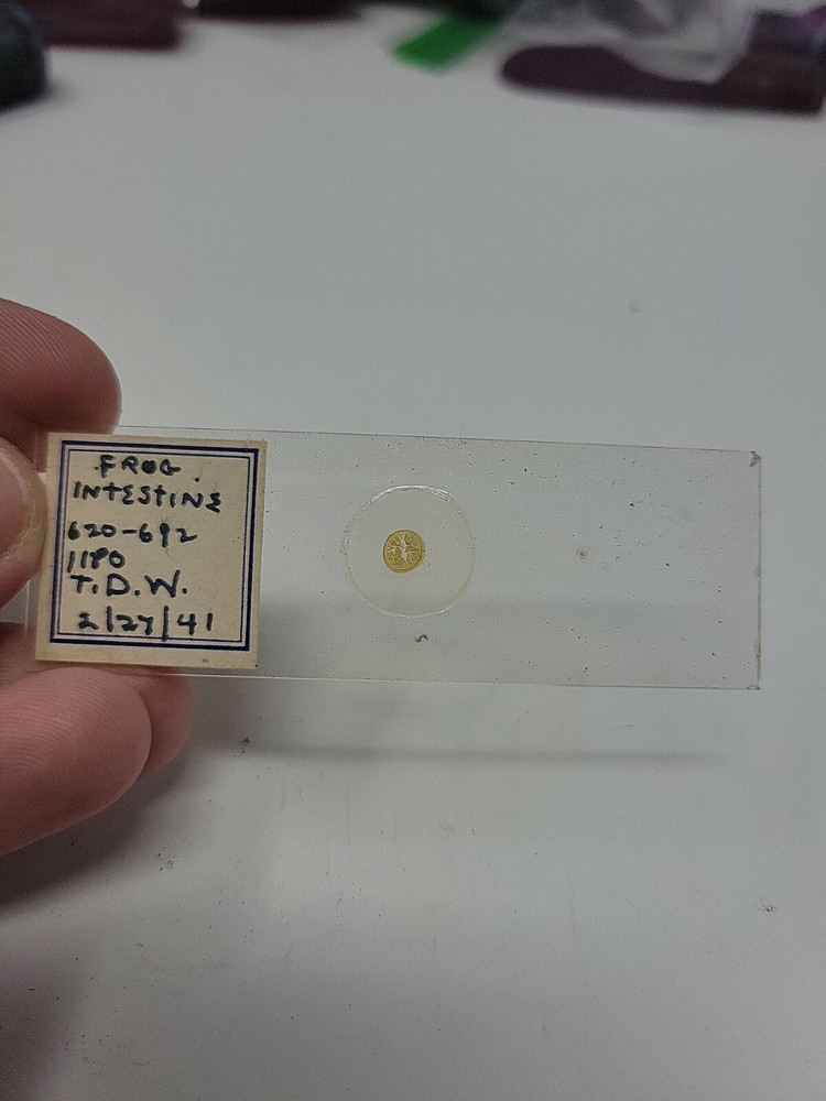 Vintage Microscope Slide 1941