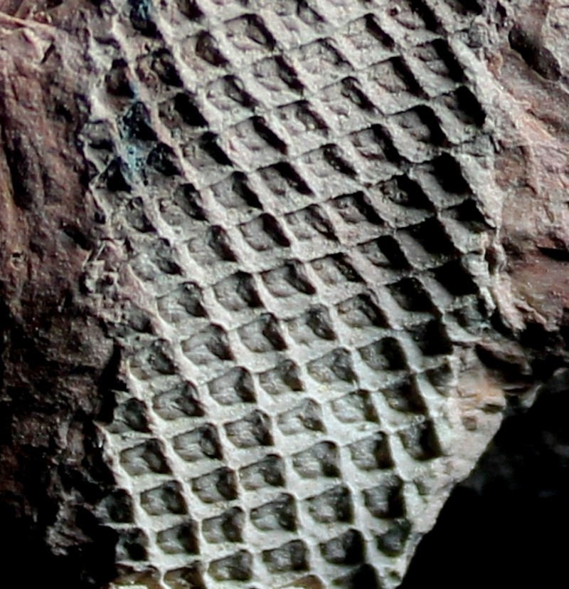 Excellent Carboniferous Lepidodendron fossil branch
