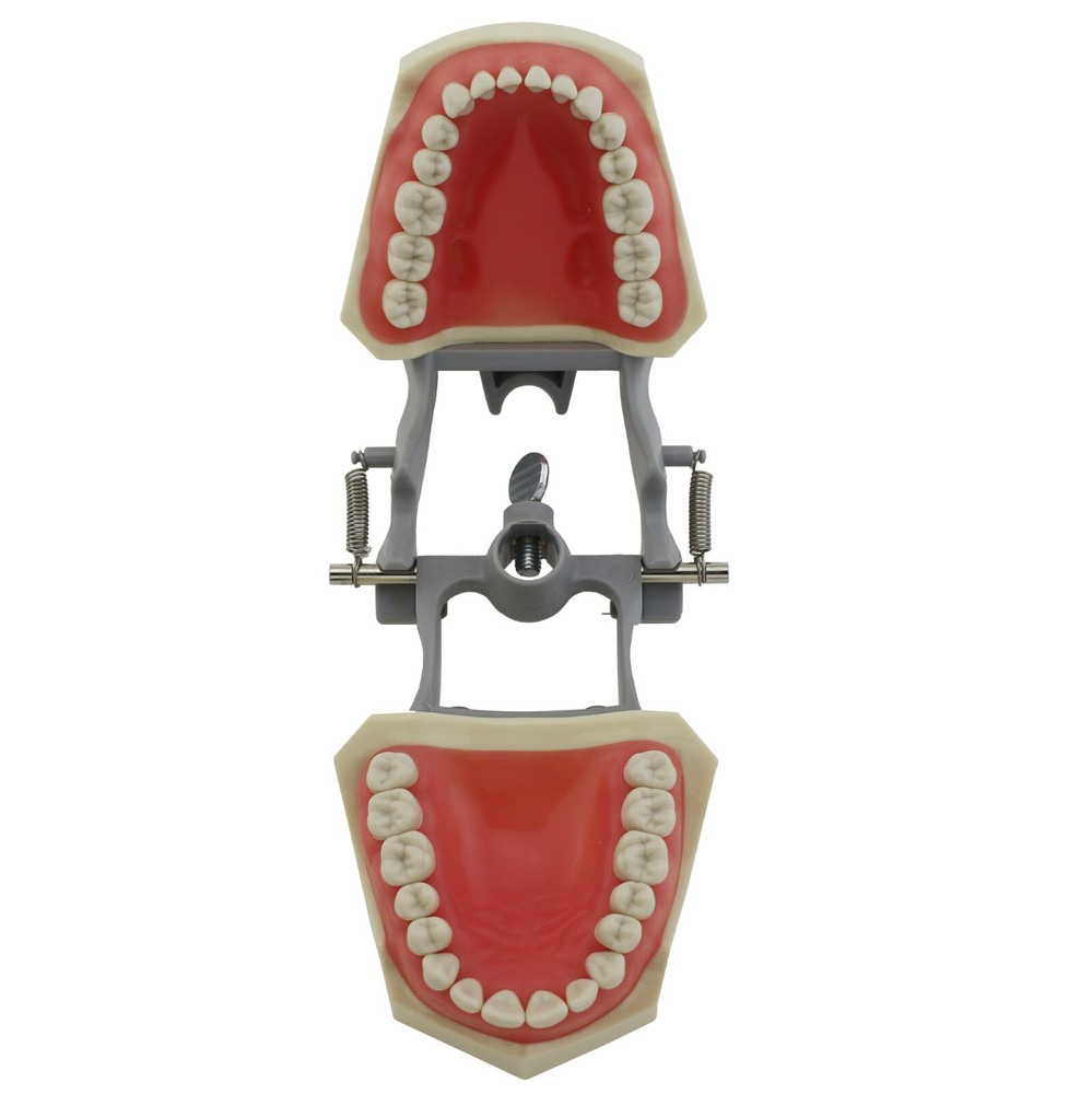 Columbia Dentoform 860 Dental Typodont Model Mounting Pole 32pcs Removable Teeth