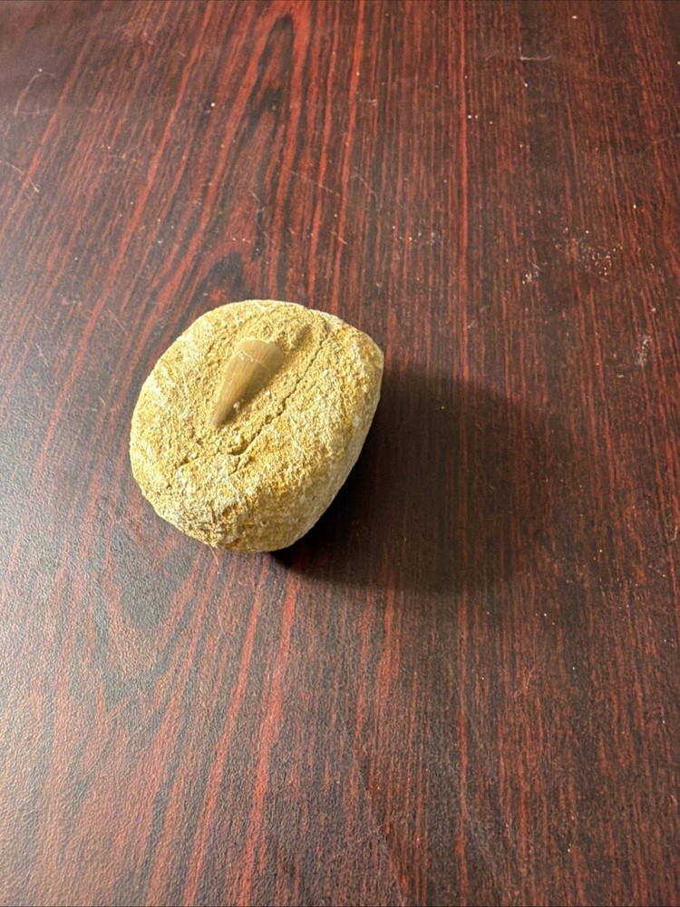 mosasaur tooth