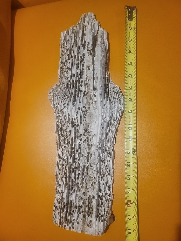 Driftwood