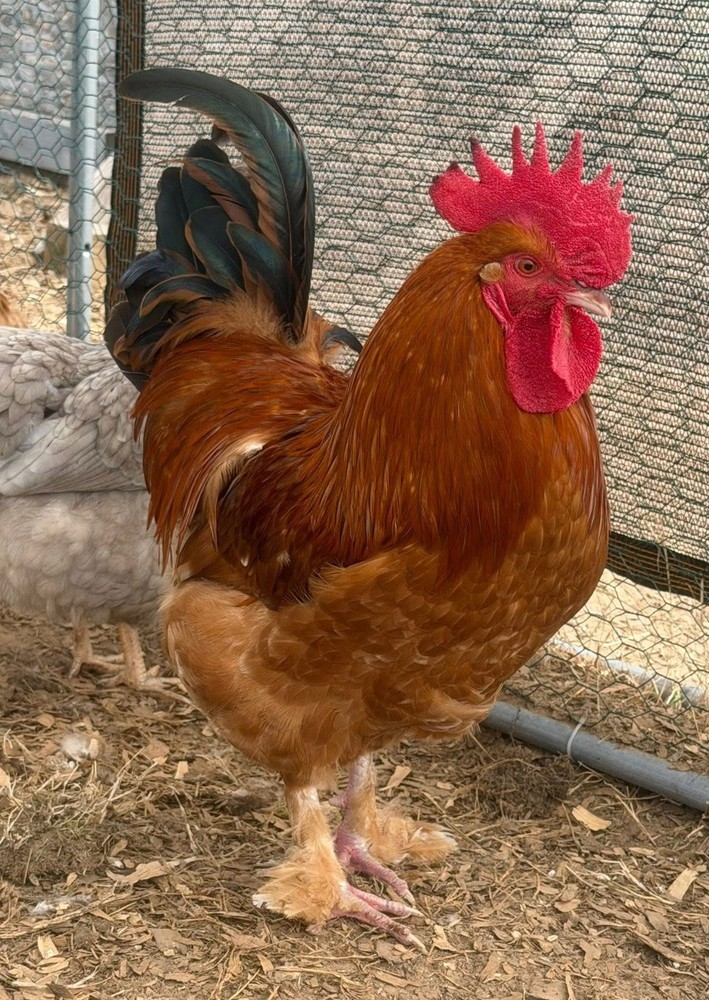 6+ Black Tail Red Marans hatching eggs