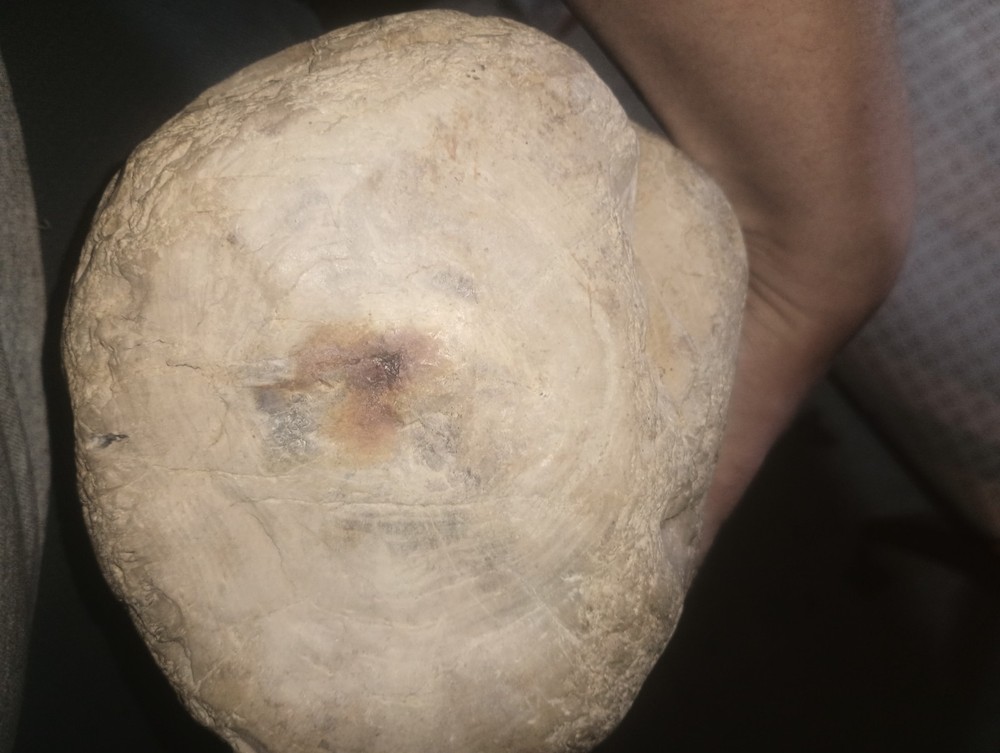 14LBS petrified wood large round with visible grain.