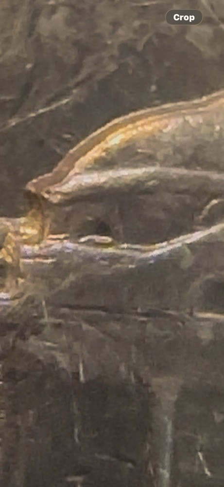 1964 D Nickel Jefferson