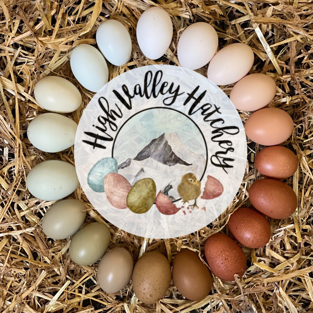 10+ HATCHERY CHOICE  EGGS