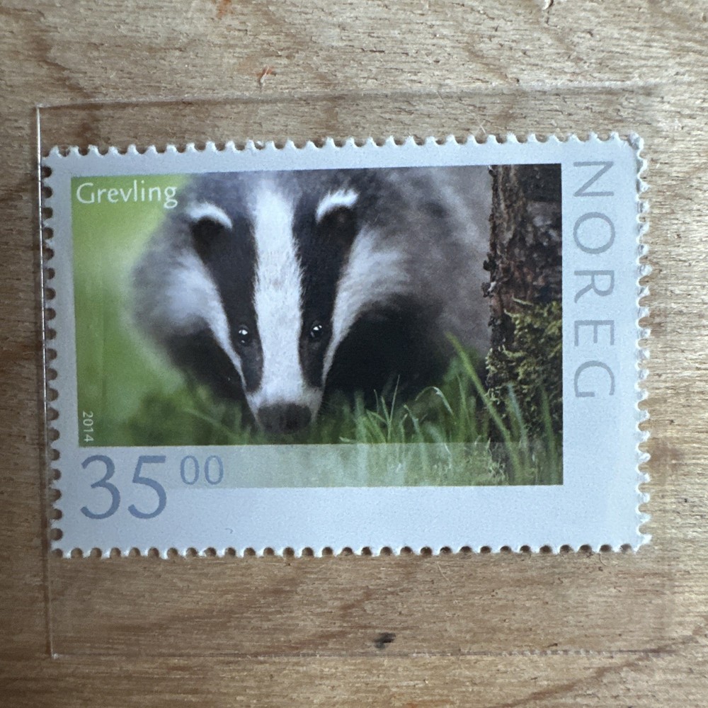 Norway 2014 - Wildlife - Badger