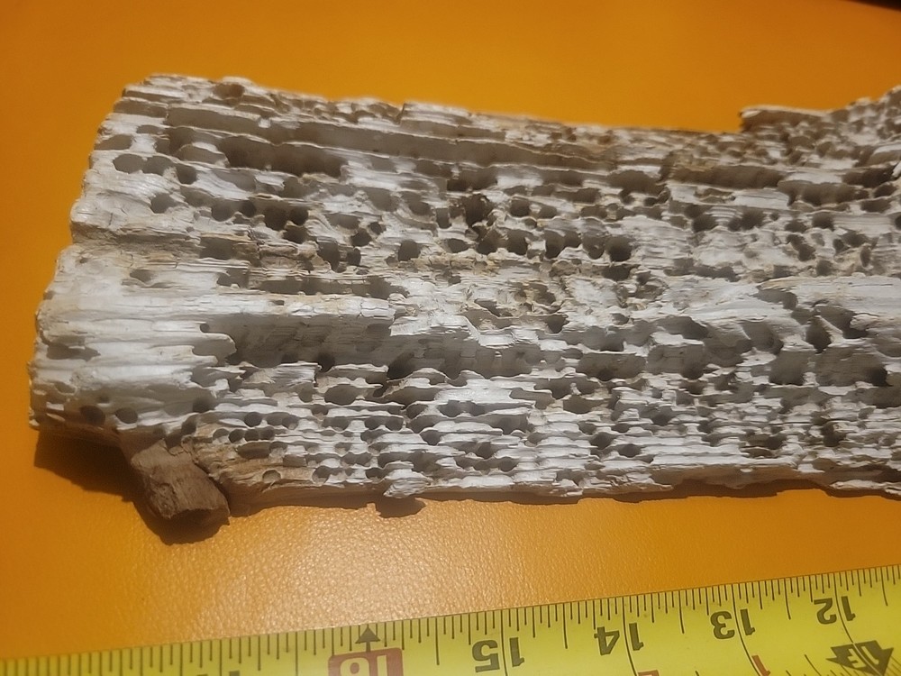 Driftwood