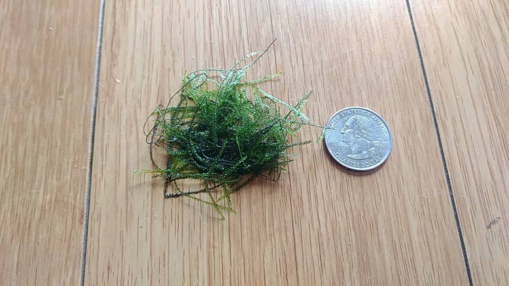 Java Moss x4 - No SNAILS, no string algae, no pests. Live Aquarium Plant.