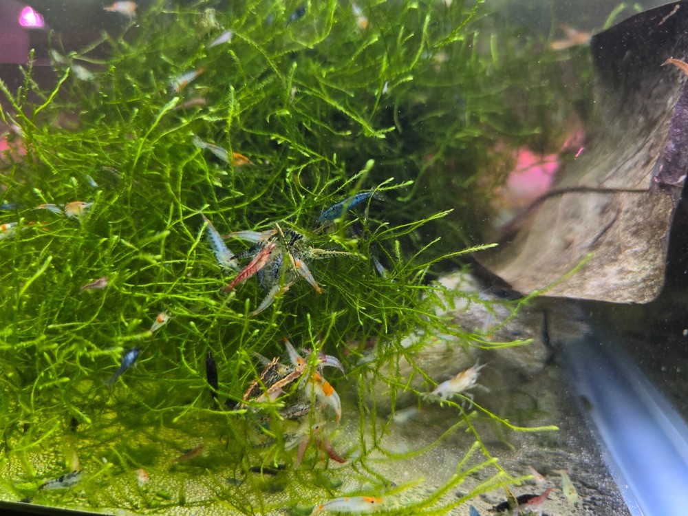 40 + 2 Pack Cull🦐 Freshwater Neocaridina Shrimp Beginner Pack MultiColor Shrimp