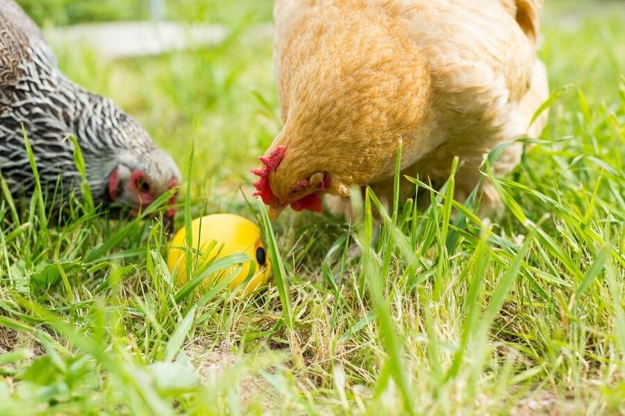 Lixit Chicken Feed Toy