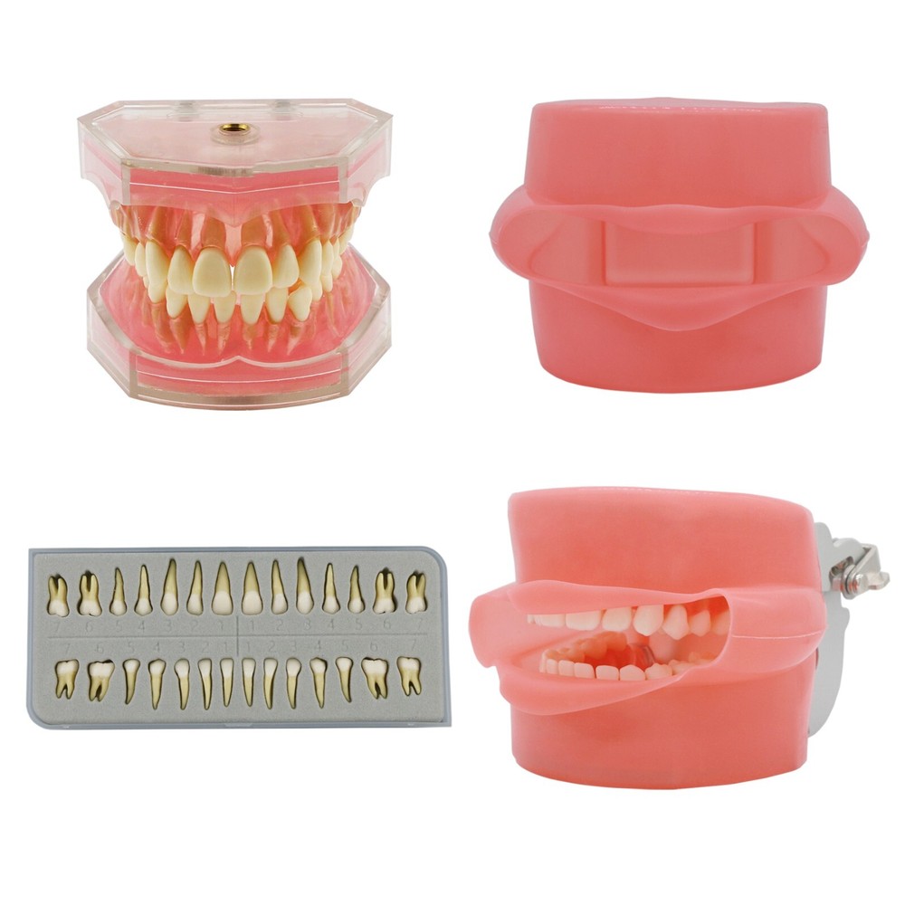 Dental Typodont Practice Study Standard Teeth Model Soft Gum Simulation Cheek