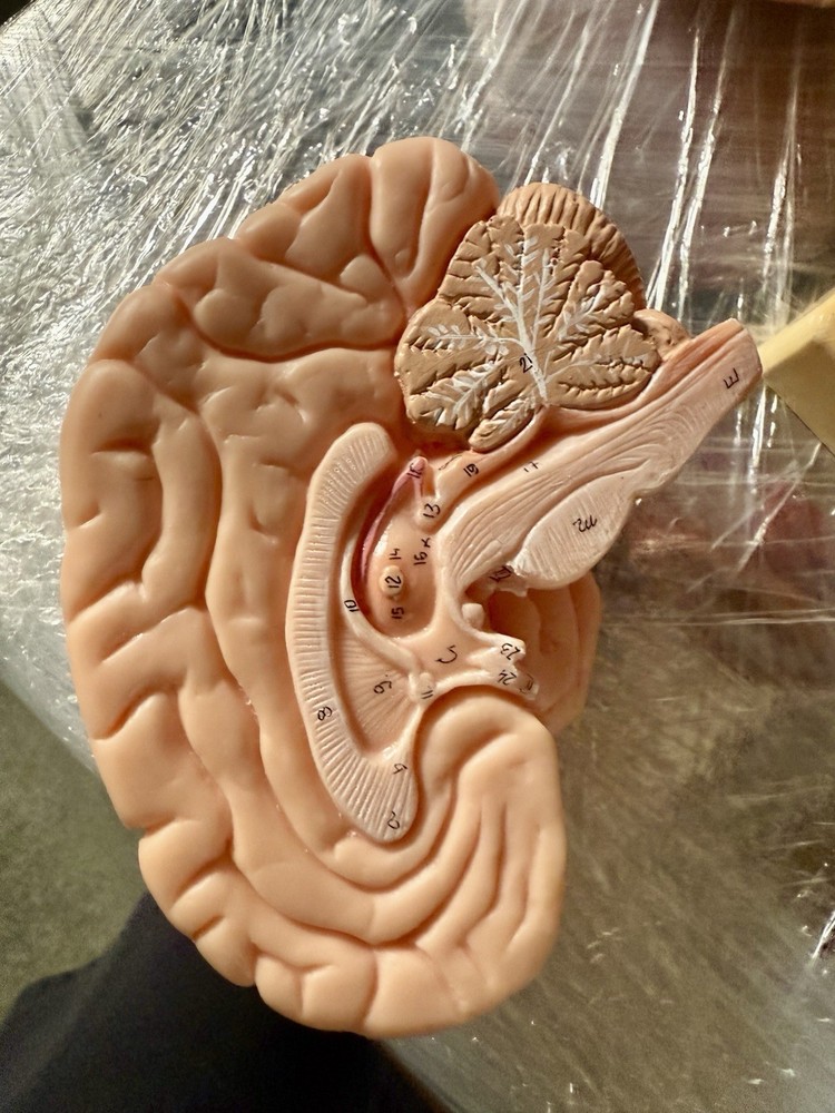 Head Model with Muscles & Vessels