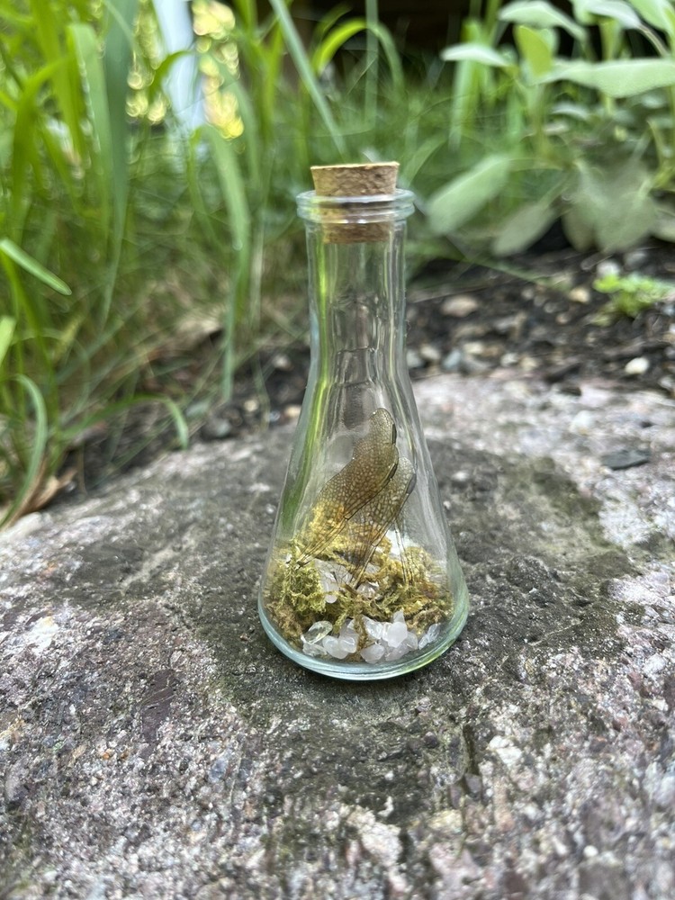 Dragonfly Wing Jar