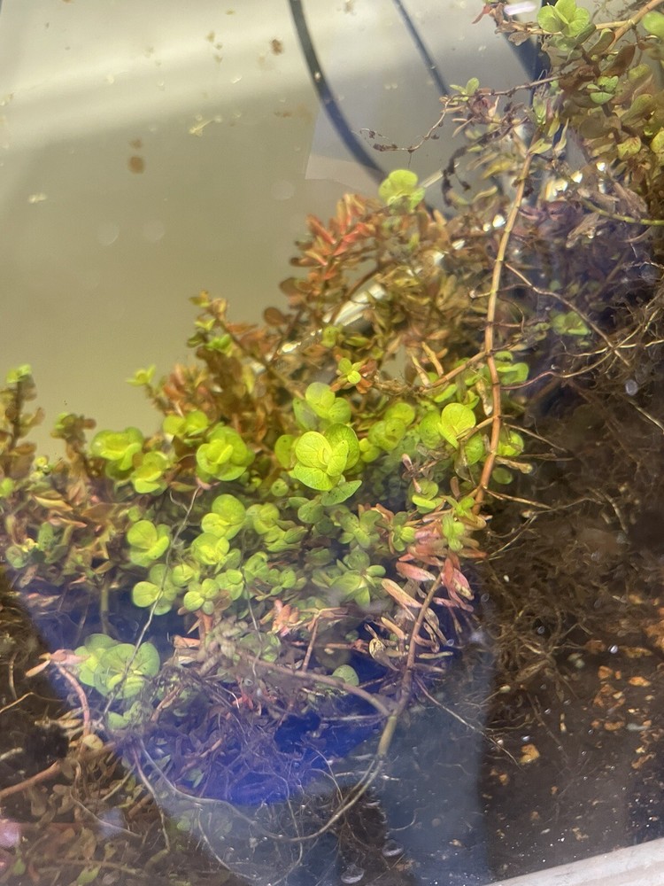 Bacopa Yellow Flame