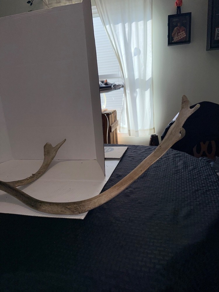 Large Antlers