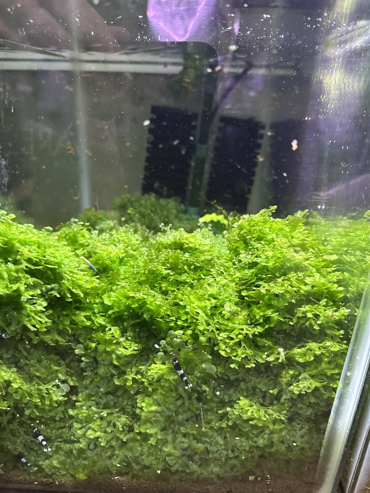 Süsswassertang Two Large Handfuls.