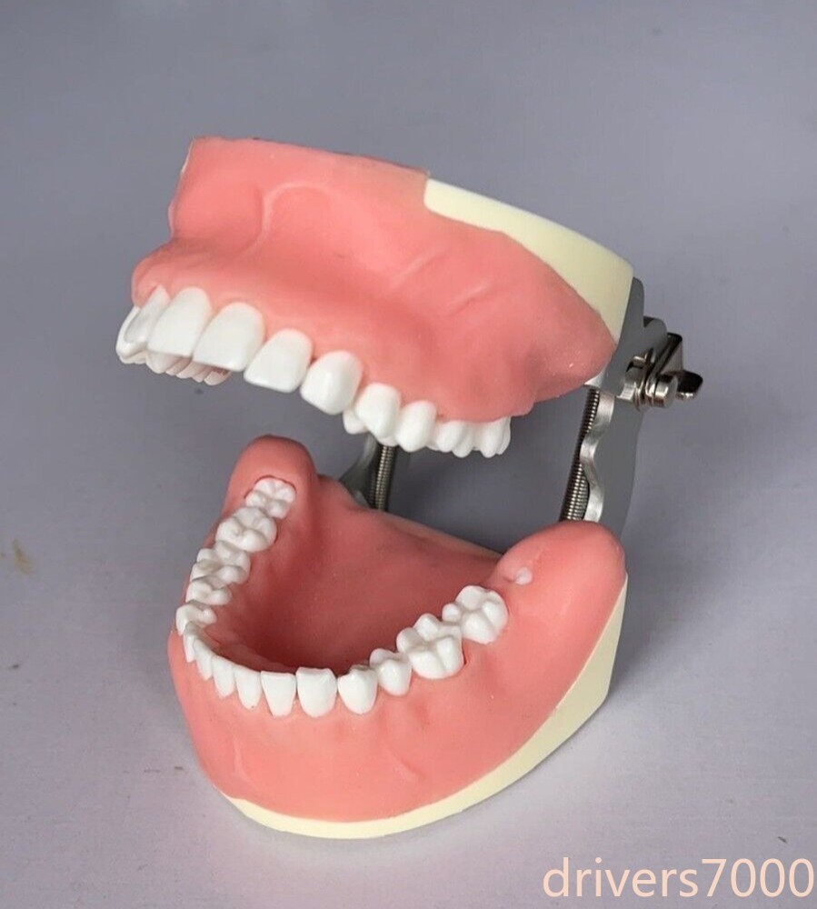 Maxillary+Mandibular Tooth Extraction Practice Model Dental Typodont Display