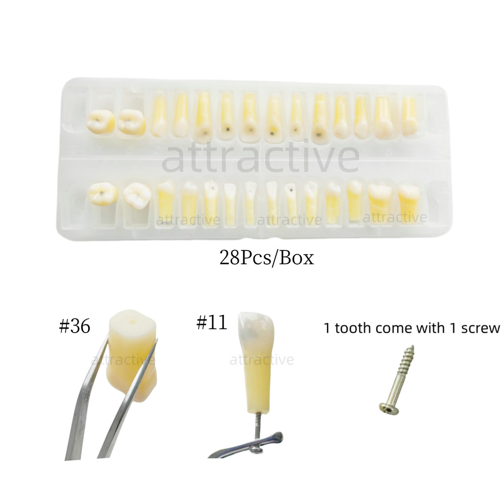 Dental Caries Remove Teeth Decayed Removing Practise Model Dentist Practice