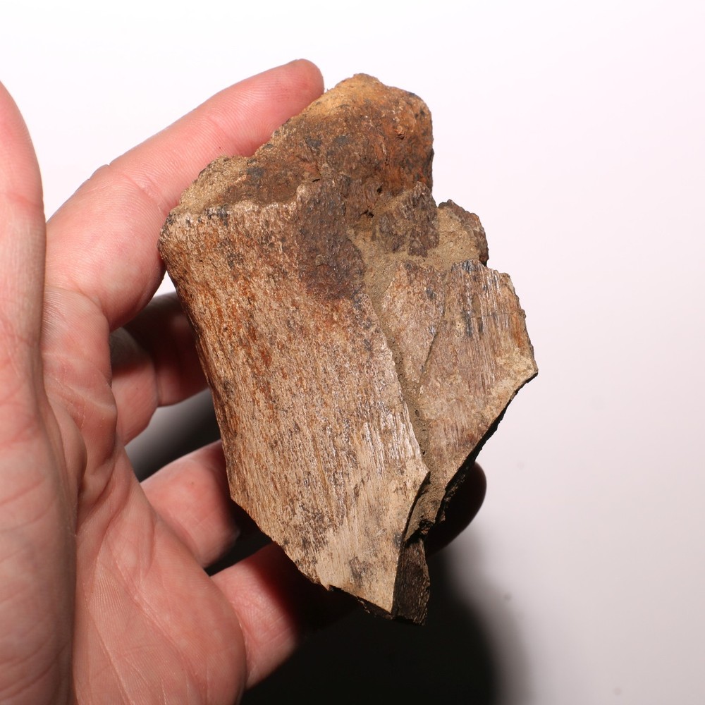 Dinosaur Bone - Large Thick Heavy - Hell Creek Formation Cretaceous - Nice Piece