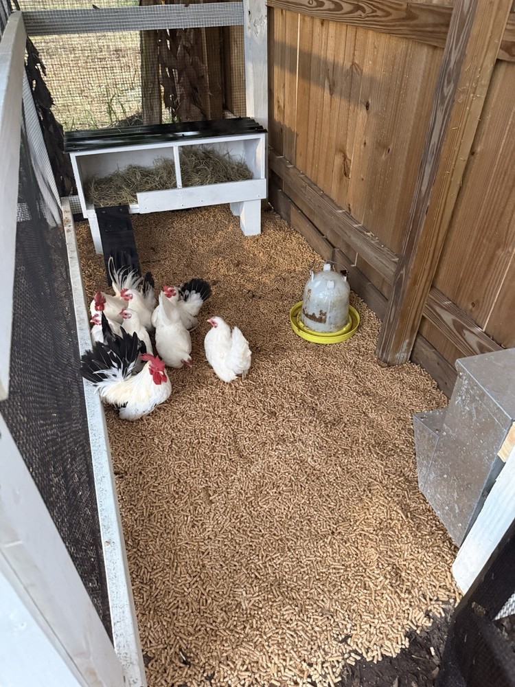 8 Japanese bantam hatching eggs