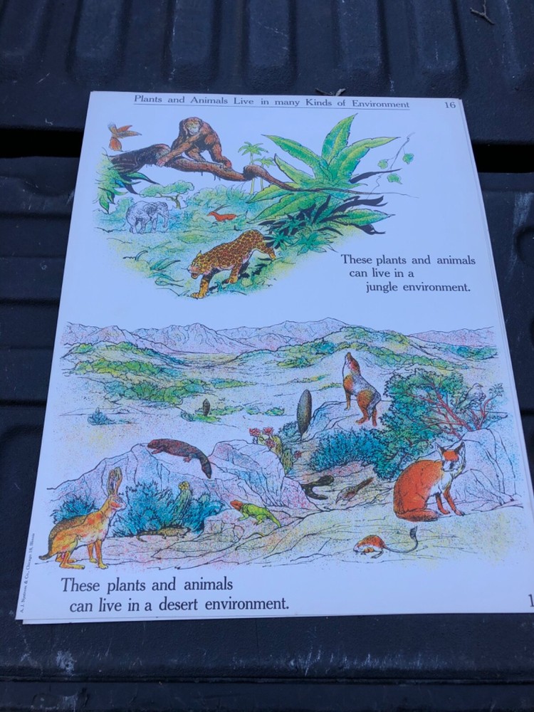 VINTAGE A.J. Nystrom Elementary science chart nature environment 24 x 18.5
