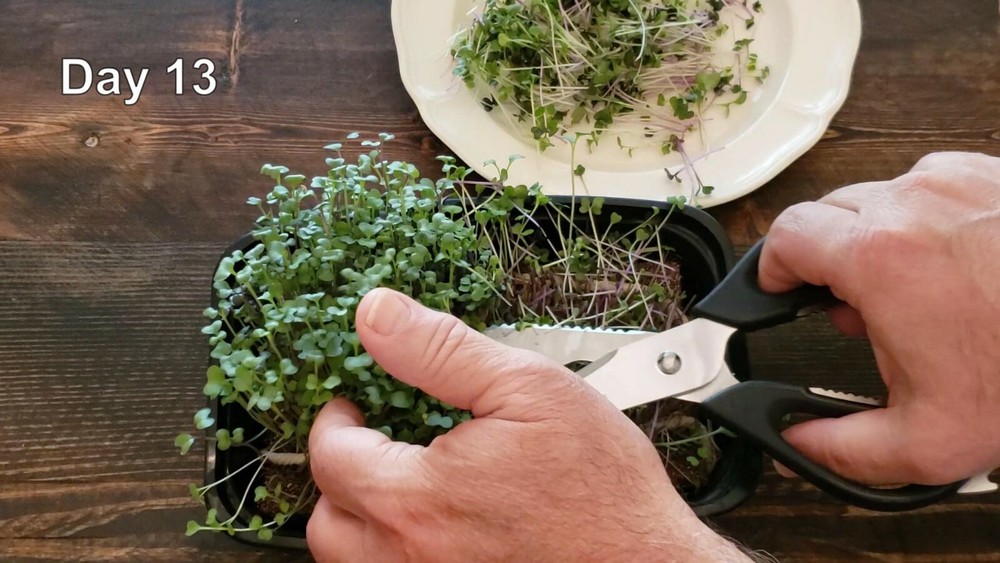 Microgreen Grow Kit - Basic Salad Mix