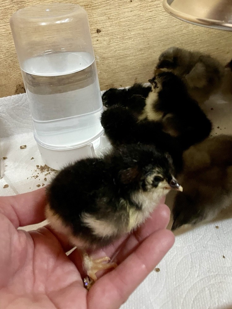 1 Dozen Black Copper Marans Hatching Eggs!