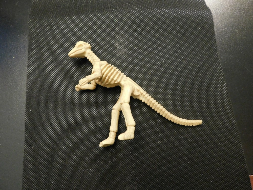 DINOSAUR SKELETON!  e798XCX