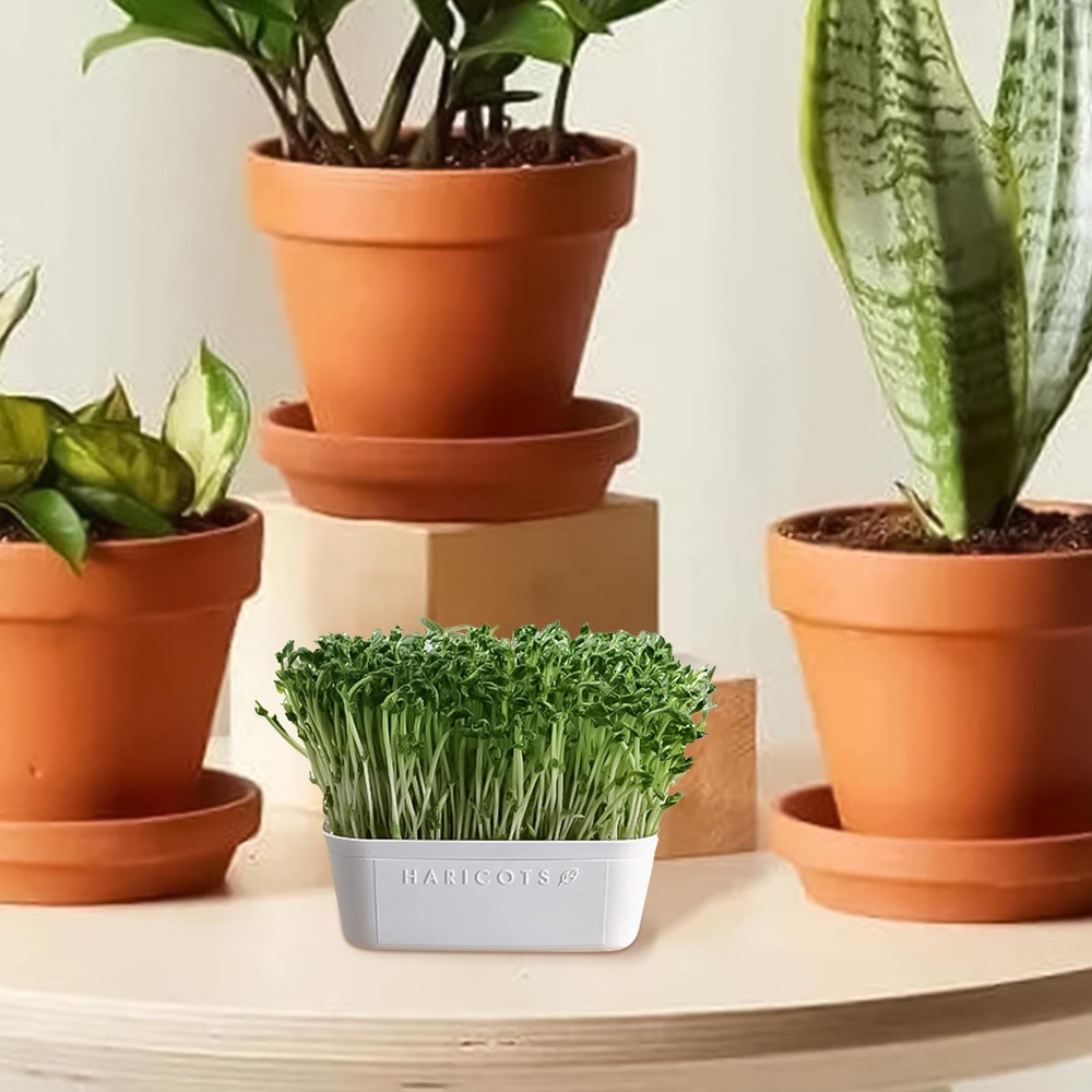 Seed Sprouter Tray Container Wheatgrass Grower Lid Sprouting Bean Mung