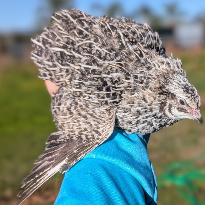110 ++ Rainbow Coturnix Quail Hatching Eggs NPIP