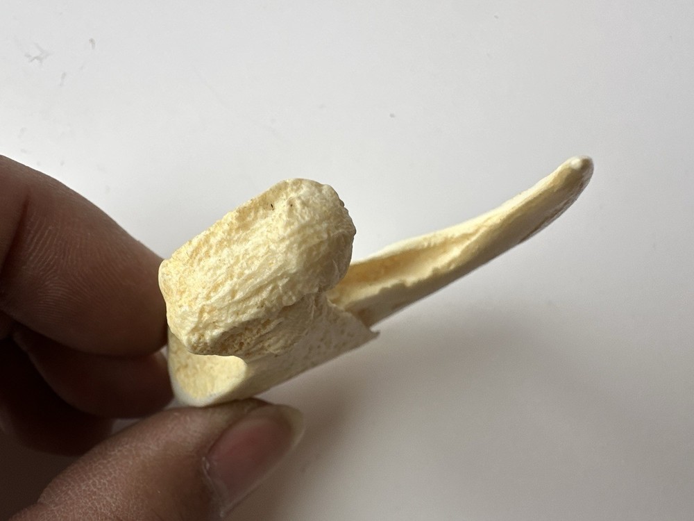 a replica jaguar claw. 