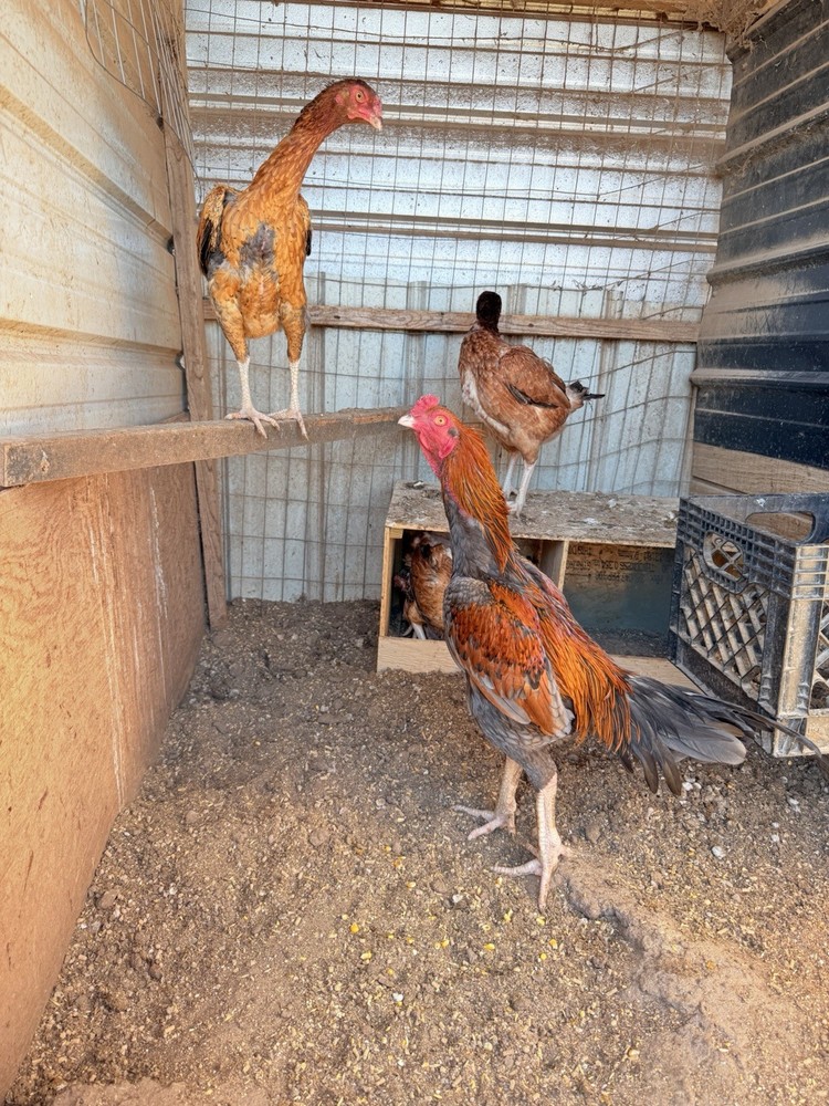 20g X Indian Chicken Hatching eggs