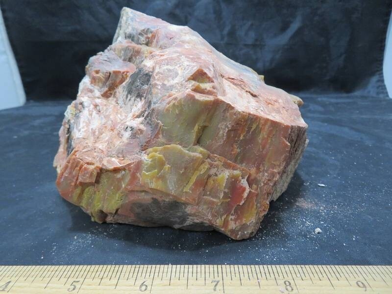 Petrified Wood 6 lbs & 13 ozs