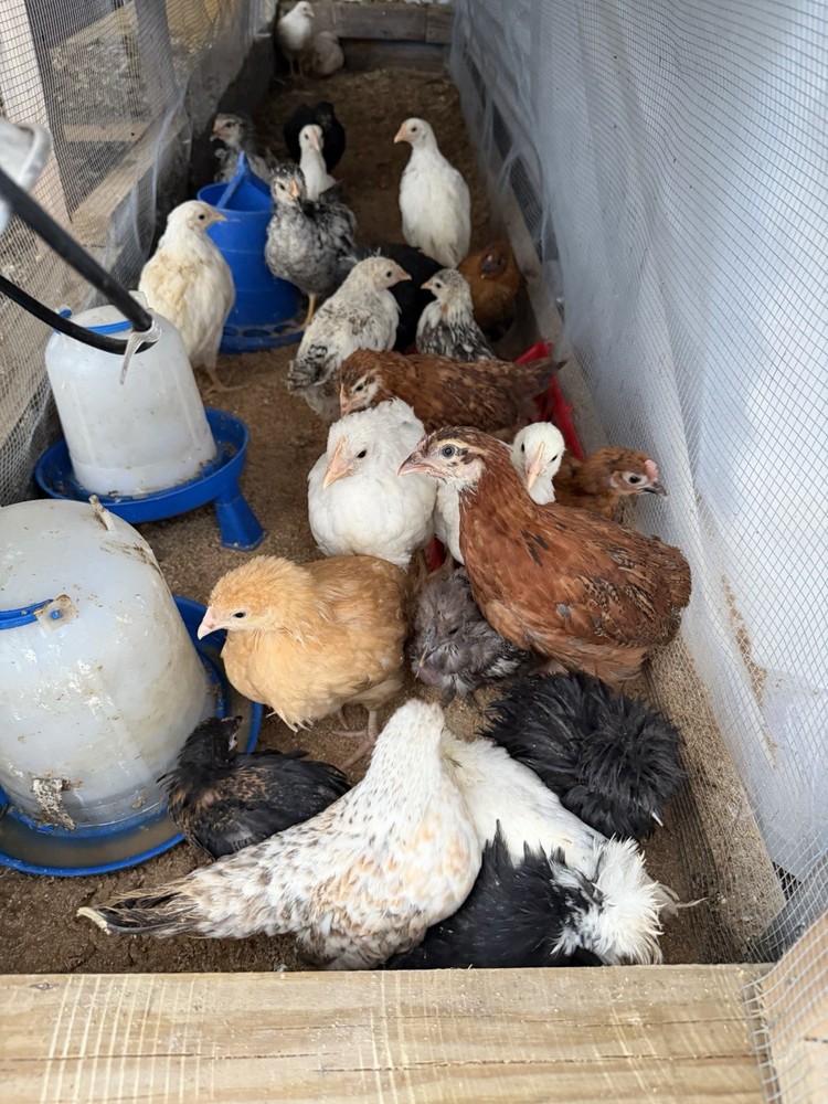 Chicken Hatching Eggs mixed breeds- 12+