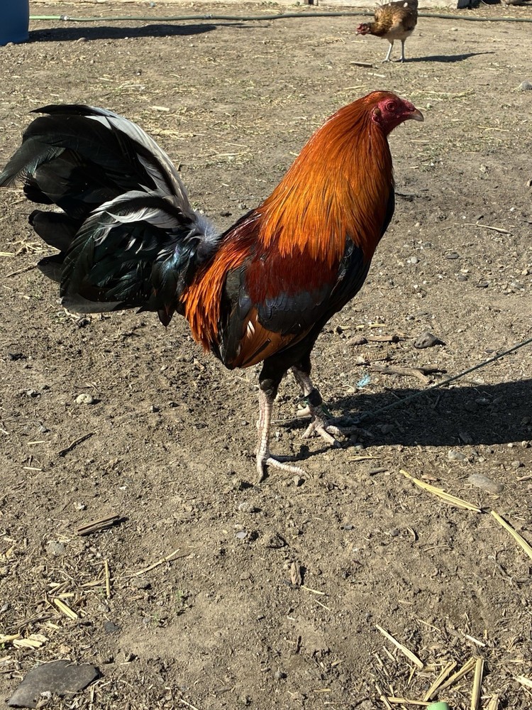 12+ Chicken Hatching Eggs