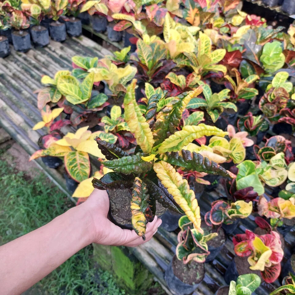 Codiaeum Variegatum Croton Derik Free Phytosanitary