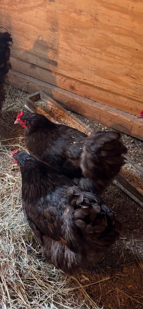 6 Chocolate  English Orpington Hatching Eggs