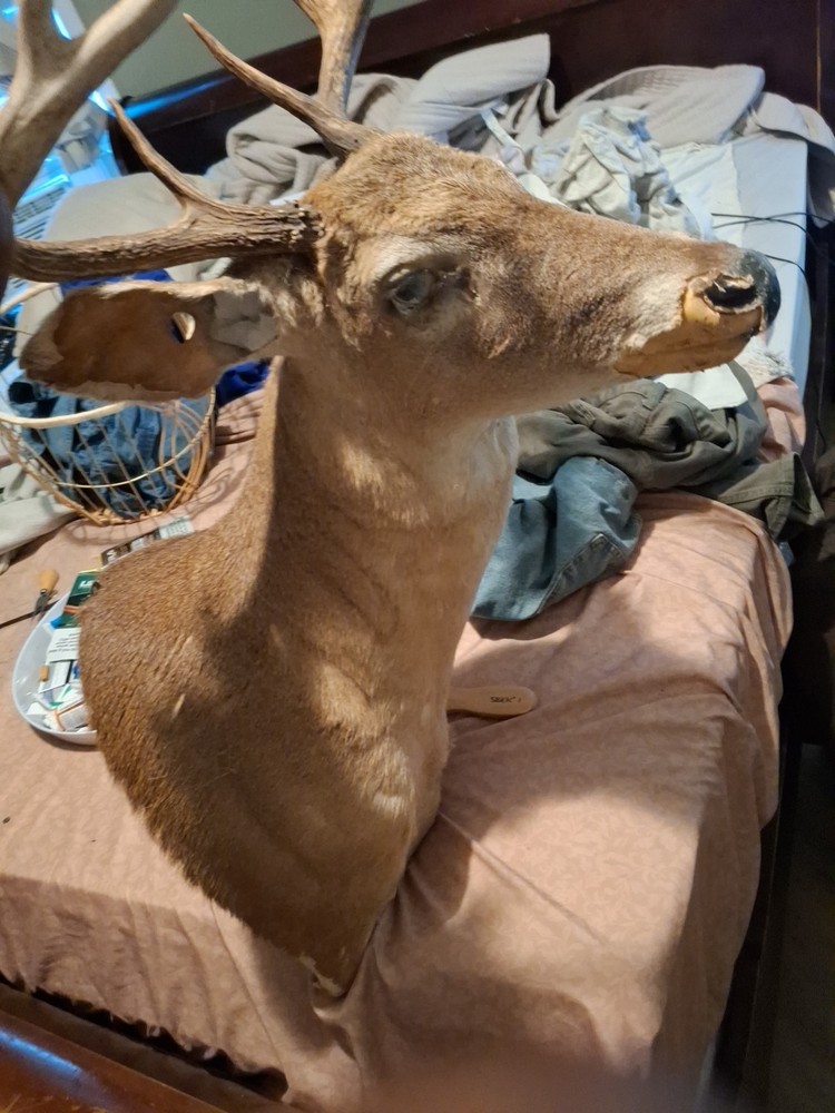 Fallow Deer Mount